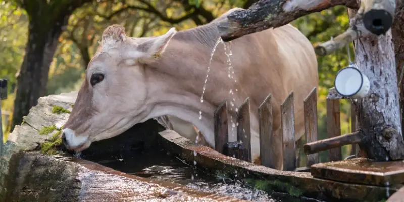 El agua es el nutriente más importante en la alimentación bovina