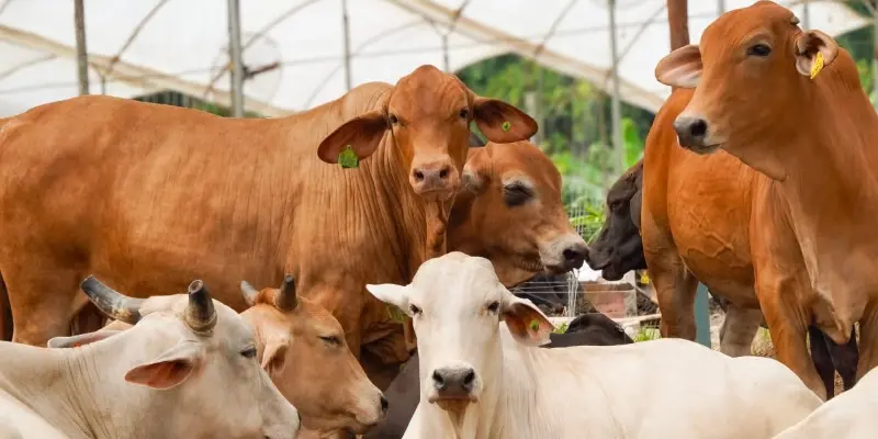 blog Fisiología de la Producción de Ganado de Carne